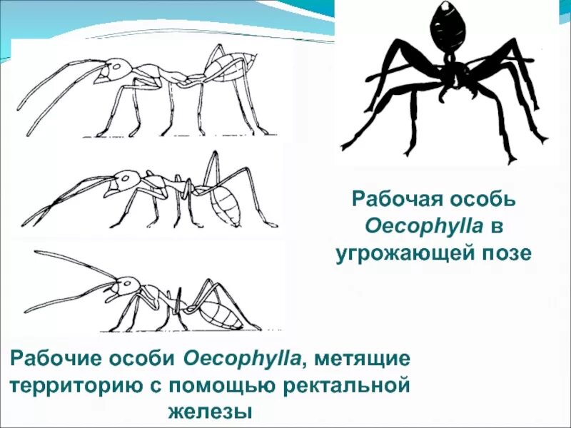 Морфологический и экологический критерии. Дієслова 2 дієвідміни. Особи це. Дочерние растения. Цивільна правоздатність і цивільна дієздатність.