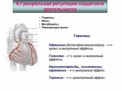 Гуморальная регуляция сердечной деятельности осуществляется при помощи