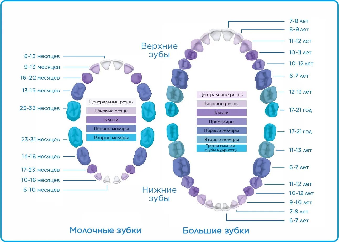 Все ли молочные зубы меняются на постоянные. Нумерация молочных зубов в стоматологии схема. Схема постоянных зубов у детей. Смена зубов у детей 8 лет схема. Схема смены молочных зубов на постоянные у детей по возрасту таблица.