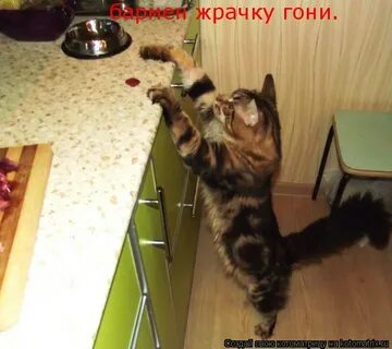 Откуда люблю повеселиться