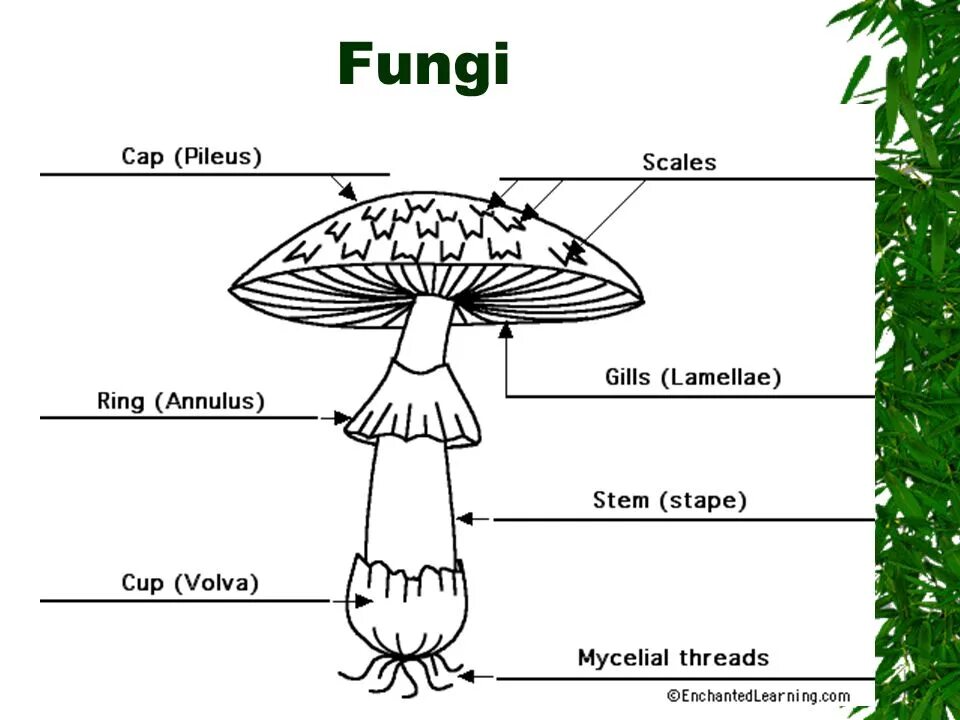 Mushroom structure. Mushroom Parts. Fungi structure. The structure of the cap Mushroom. Mushroom глагол