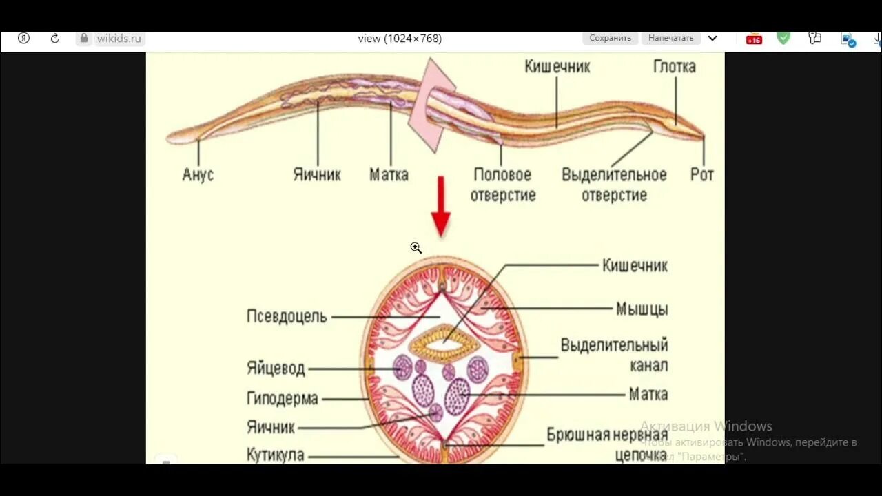 Тип круглые черви пищеварительная. Аскарида человеческая строение. Человеческая аскарида мускулатура. Анатомия человеческой аскариды. Строение круглых червей 7 класс биология.