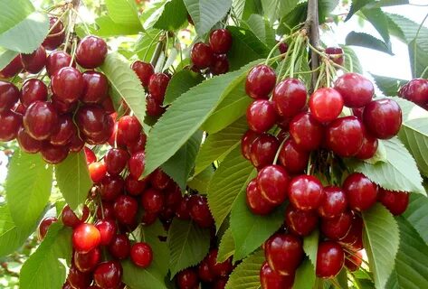 Лучшие сорта вишни для урала
