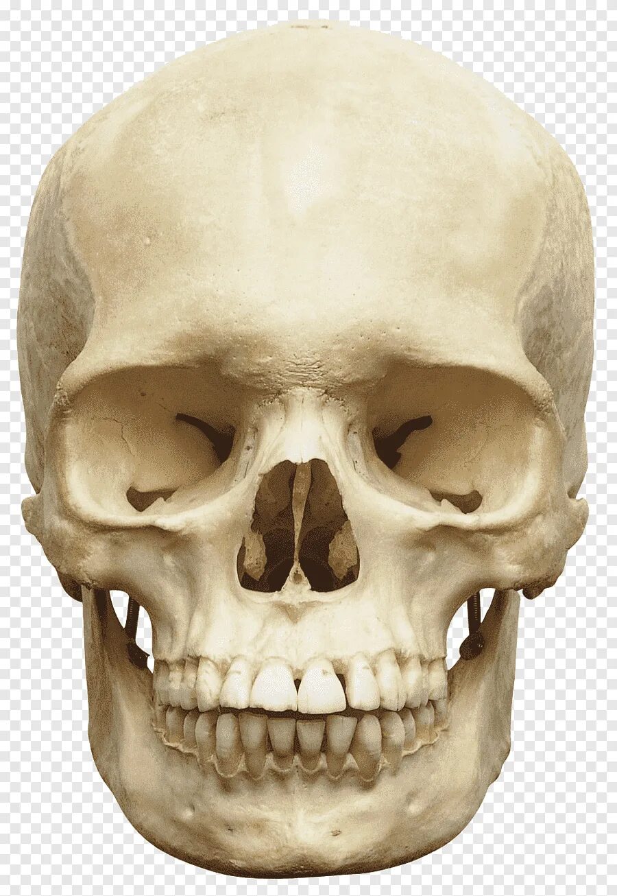 Череп человека. Череп Cranium вид спереди.