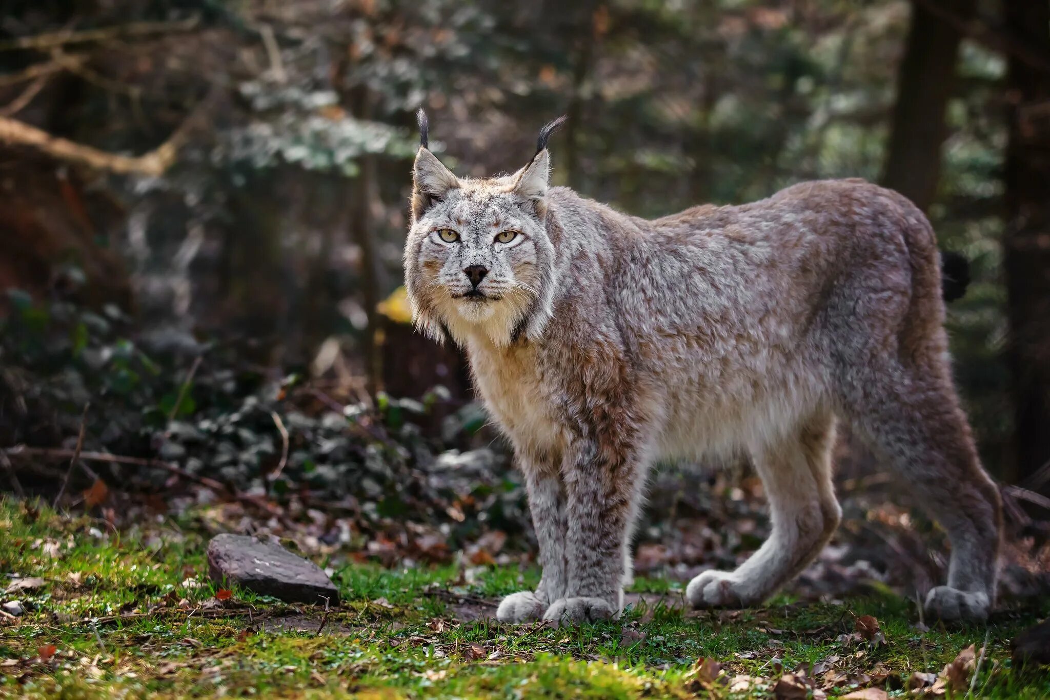 Рысь Тебердинский заповедник. Lynx issiodorensis. Рысь Таганай. Рысь (Lynx Lynx) в дикой природе. Средняя рысь