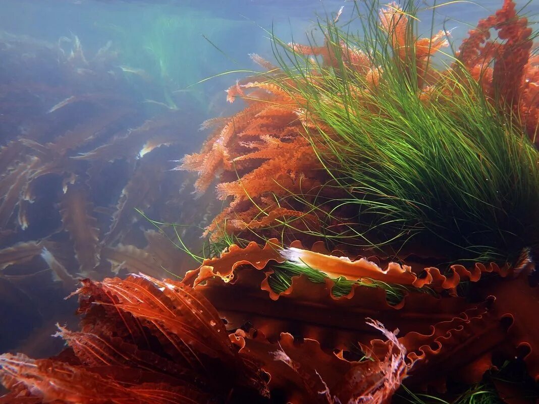 Бурые водоросли глубоководные. Морская капуста красные водоросли бурые водоросли. Ламинария красная морская водоросль. Анфецилин водоросли. Красные водоросли ламинария.