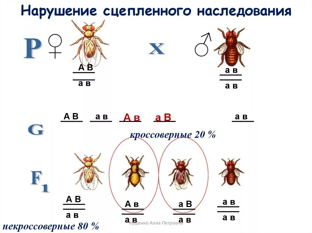 Сцепленное наследование схема скрещивания. Схема неполного сцепленного наследования. Сцепленное наследование Морган дрозофила. Сцепленное наследование генов схема. Закономерности наследования т моргана