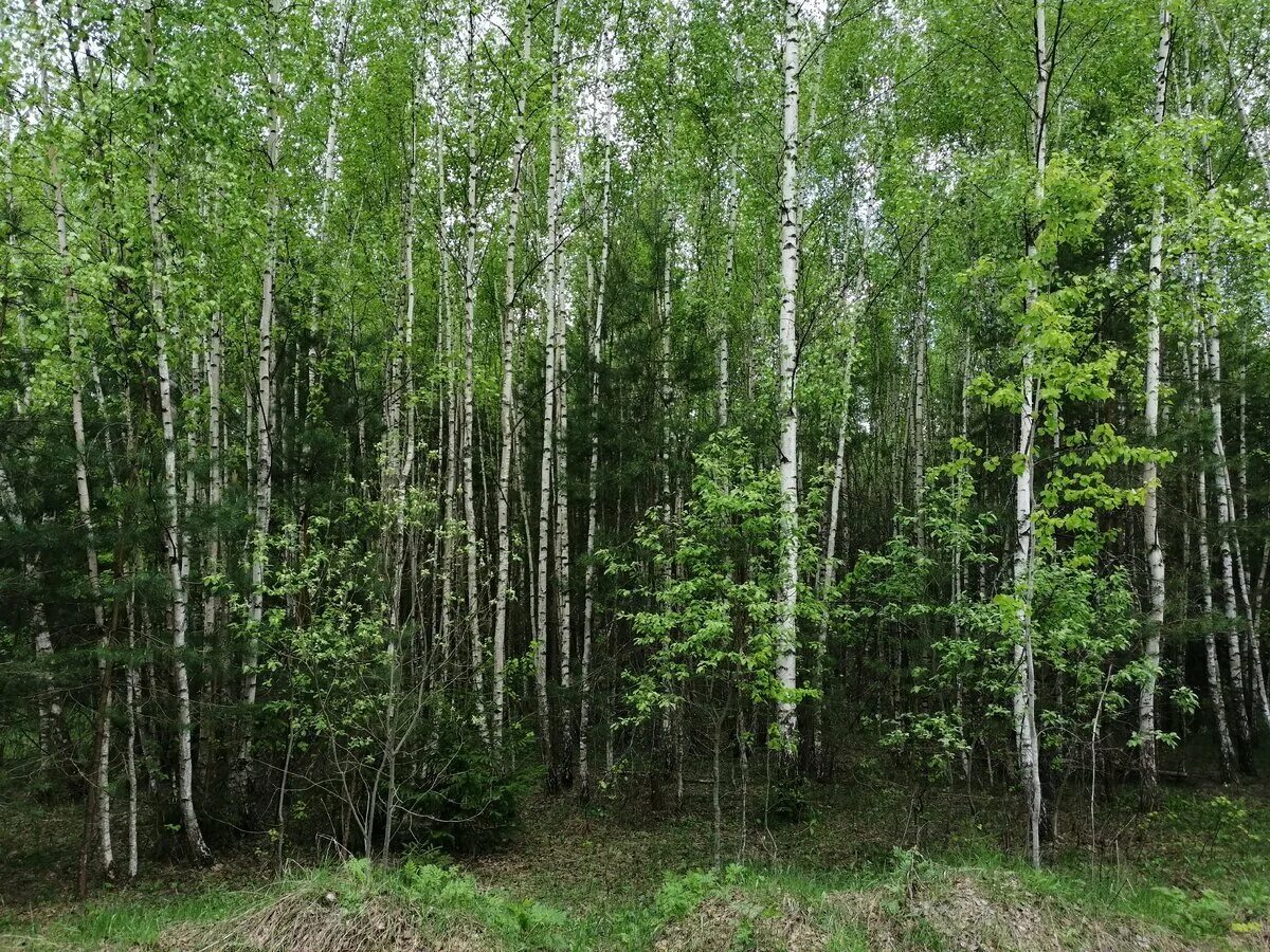 Хвойно мелколиственные леса. Сосново-Березово-осиновый лес. Березовая роща Томск. Сосново березовый лес. Березово-Сосновый заболоченный лес.
