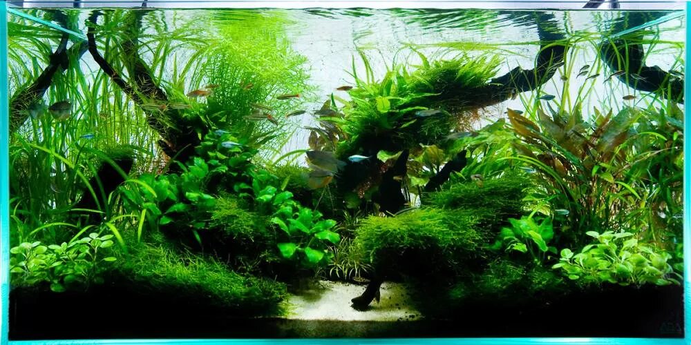 Живые организмы в аквариуме. Aquascape 90p. Акваскейп медленный травник. Акваскейп травника 200 литров. Акваскейп 60 литров.