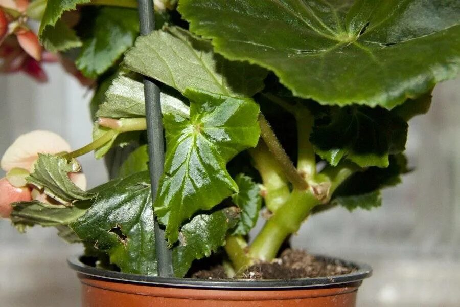 Можно ли пересаживать цветущую бегонию