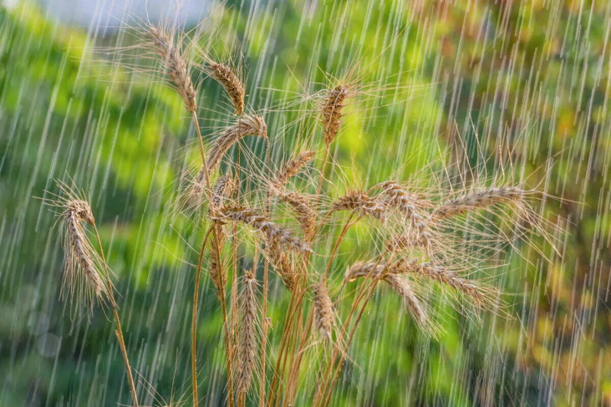 Ячмень весной. Дождь на поле пшеницы. Пшеница дождь. Пшеничное поле под дождем. Колос дождь.