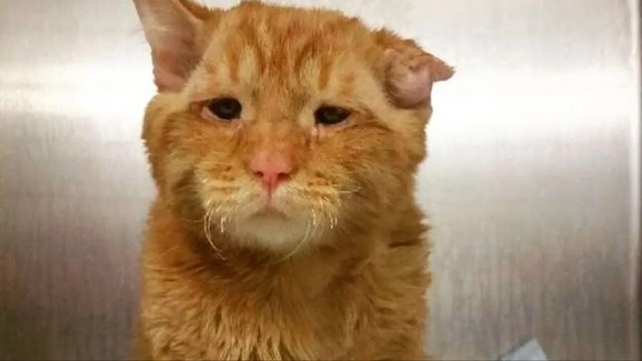 Кот Бенбен. Рыжий кот с разорванным ухом. Грязный кот. Несчастный кот. Влачить жалкое