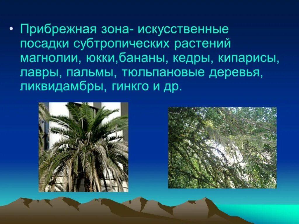 Растения субтропиков Сочи. Природная зона субтропики растительный мир. Растительный мир субтропиков Черноморского побережья. Растения в субтропических лесах. Растения характерные для субтропических лесов