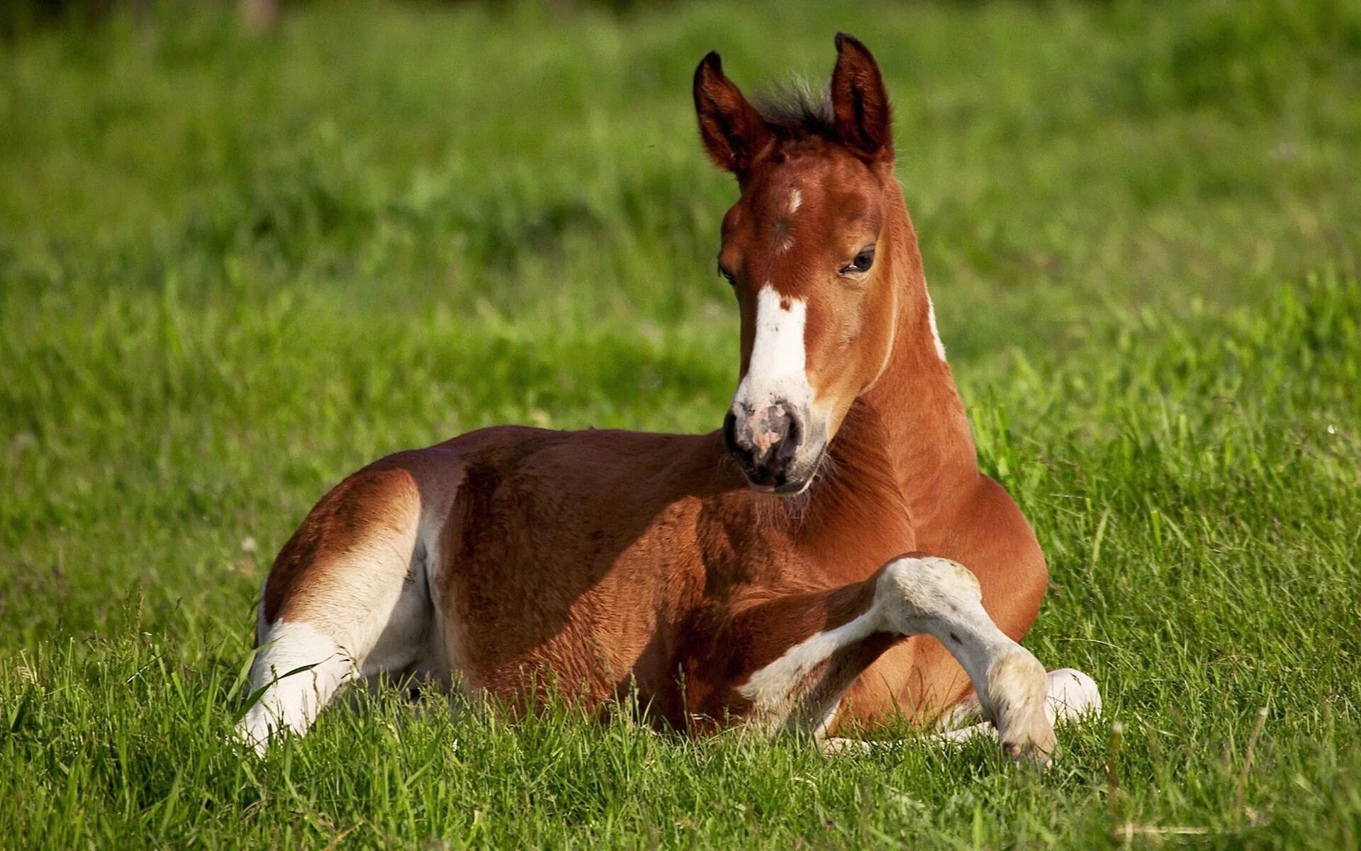 A horse is an animal. Гнедой жеребенок. Тайсара желтый жеребенок. Красивые жеребята. Лошадь с жеребенком.