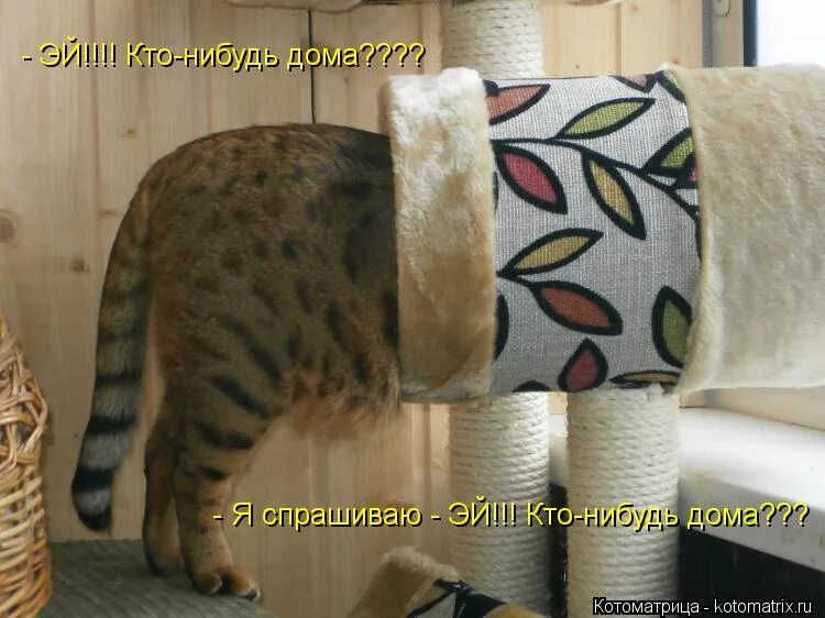 Линеа латтанцио. Самые необычные домашние животные. Самые необычные домашние животные в квартире. Дом для собаки. Кто нибудь живет дома.