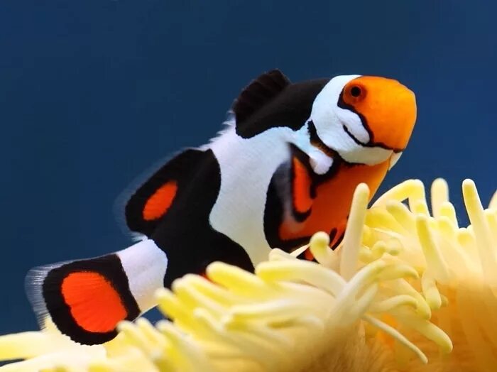 Друг рыбы клоуна. Рыба клоун амфиприон. Рыба клоун оцеллярис. Рыба клоун черный оцеллярис. Оранжевый амфиприон.