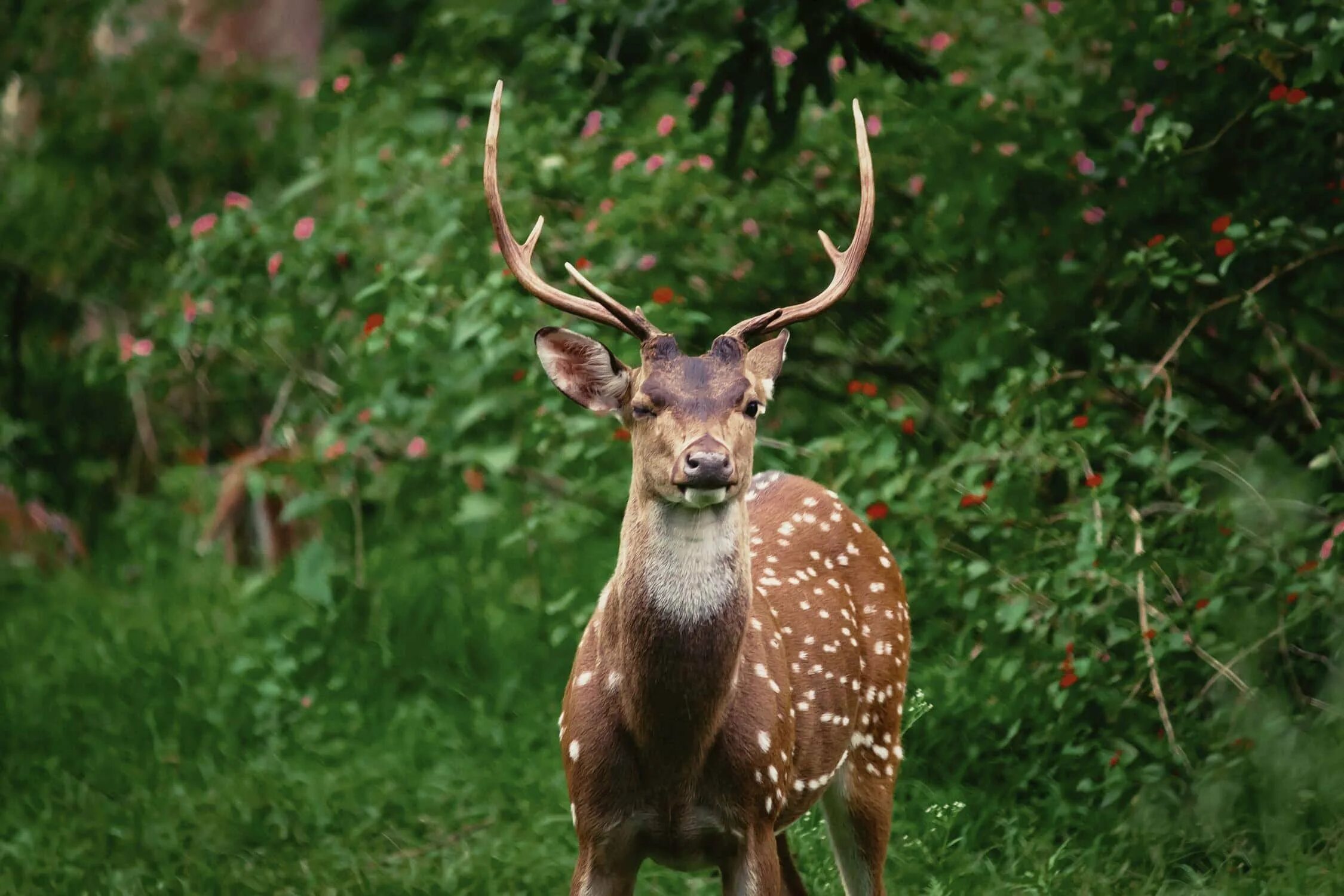 Фото олен. Уссурийский пятнистый олень. Уссурийский пятнистый олень Cervus Nippon hortulorum. Пятнистый олень Оленята. Пятнистый олень субтропиков.