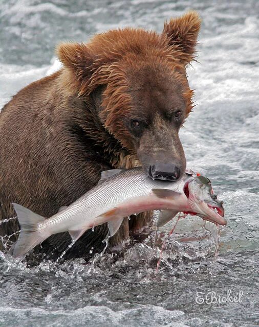 Добывания пищи животными. Животное добывает пищу. Животные которые едят рыбу. Питание медведя.