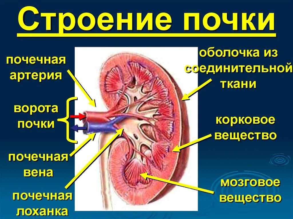 Строение почки человека анатомия. Строение почки почечные ворота. Анатомические структуры почки. Строение почки ворота почки.