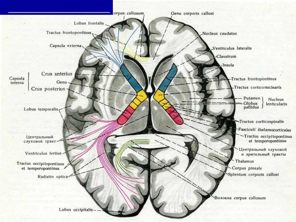 Усиленный в базальных отделах. Базальные ганглии анатомия мрт. Базальные ганглии горизонтальный срез. Базальные ядра головного мозга анатомия. Внутренняя капсула мозга и таламус.