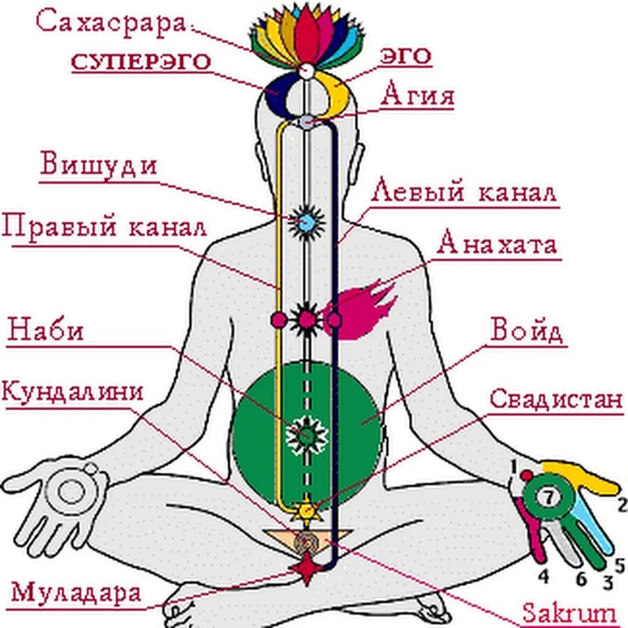 Схема тонкого тела сахаджа йога. Тонкая система. Тонкая система. Схема чакр сахаджа йога. Каналы нади в теле человека.