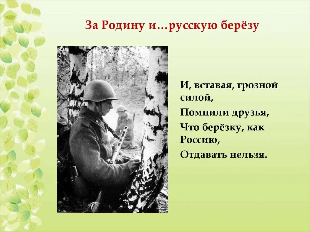 Тихо стоят березы у солдатских могил. Стих про березу и войну. Береза стихотворение о войне