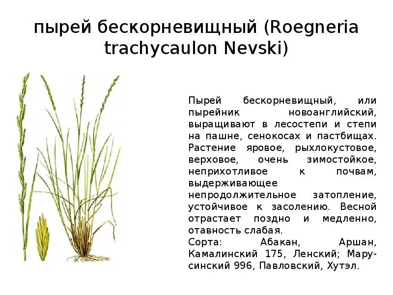 Пырей злаковое растение. Пырей ползучий описание травы. Пырей ползучий описание. Пырей ползучий безкорневищный. Известно что пырей ползучий злаковое растение