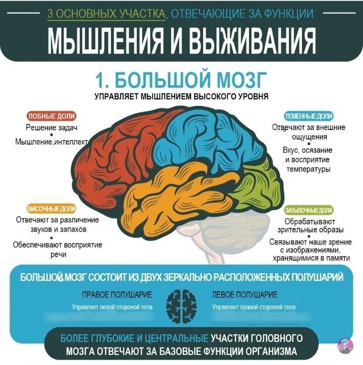 Мозг инфографика. Деятельность головного мозга. Функционирование мозга.