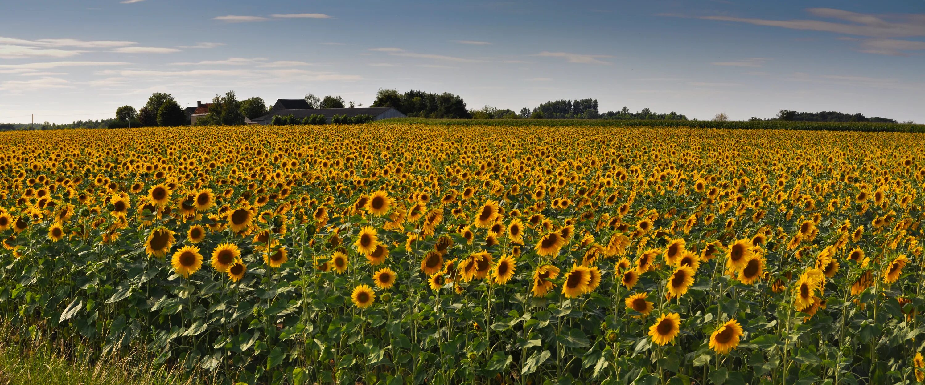 Sunflowers Field Flowers Wallpaper - 1080x1920 Field wallpaper, Sunflower wallpa