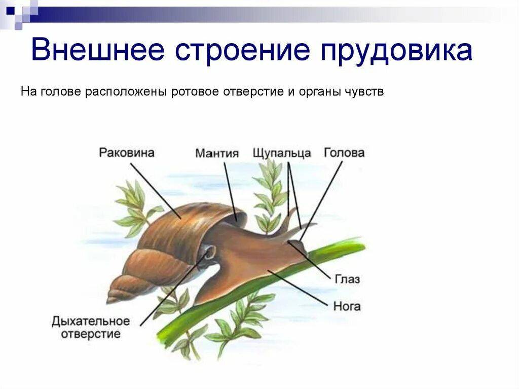 Внешнее строение прудовика обыкновенного. Строение прудовика обыкновенного внешнее и внутреннее. Схема строения прудовика обыкновенного. Строение раковины большого прудовика.