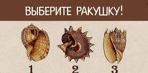 Выберите моллюска