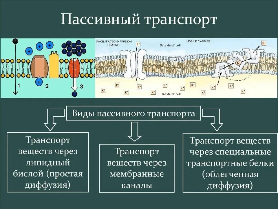 Вещества посредством которых происходит пассивный транспорт. Пассивный мембранный транспорт. простая диффузия транспорт веществ через мембрану. активный и пассивный транспорт ионов через мембрану. пассивный транспорт веществ через клеточную мембрану.