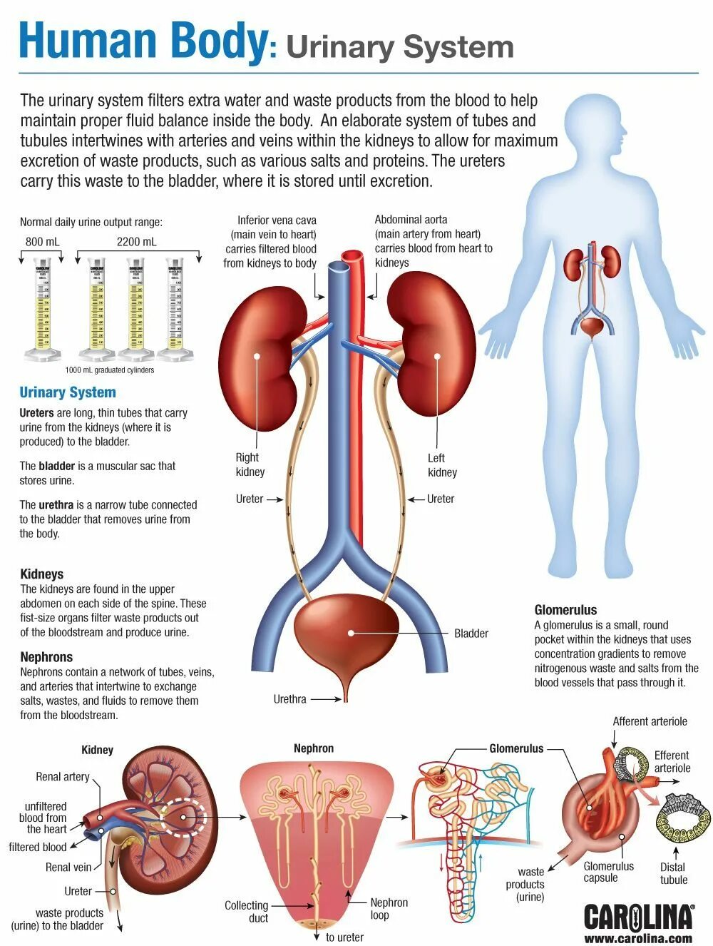 Urinary system. Мочевыделительная система человека анатомия. Строение мочевыделительной системы. Urinary System functions.