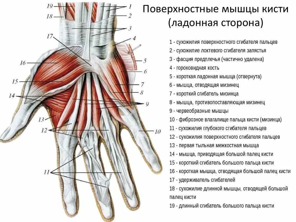 Сухожилия на руке. Сухожилия сгибателей пальцев кисти анатомия. мышцы кисти тыльная и ладонная поверхность. мышцы кисти мышцы большого пальца и мизинца. мышцы сгибатели пальцев кисти анатомия.
