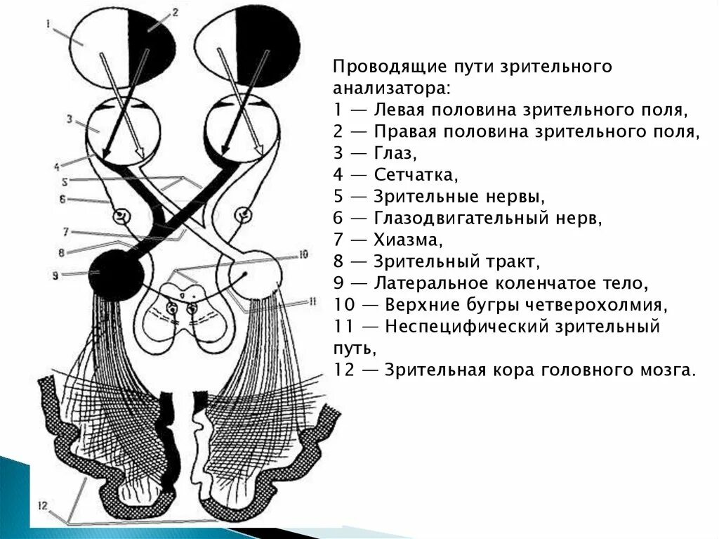 Два зрительных нерва. Проводящие пути зрительного анализатора схема. Схема проводящих путей зрительного анализатора. Проводящие пути зрительного анализатора анатомия. Проводящий путь зрительного анализатора схема.