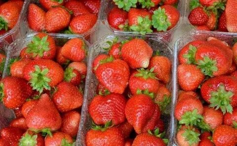 Продам ремонтантную клубнику хабаровск