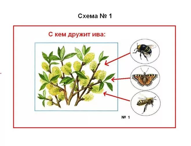 Невидимые нити в весеннем лесу примеры. С кем дружит Ива. Невидимые нити схема примеры. Невидимые нити схема. Невидимые нити в лесу схема.