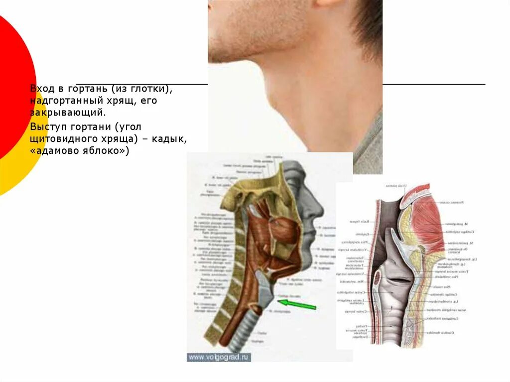 Дал в гортань. Щитовидный хрящ гортани кадык. Кадык анатомия человека. Выступ гортани.