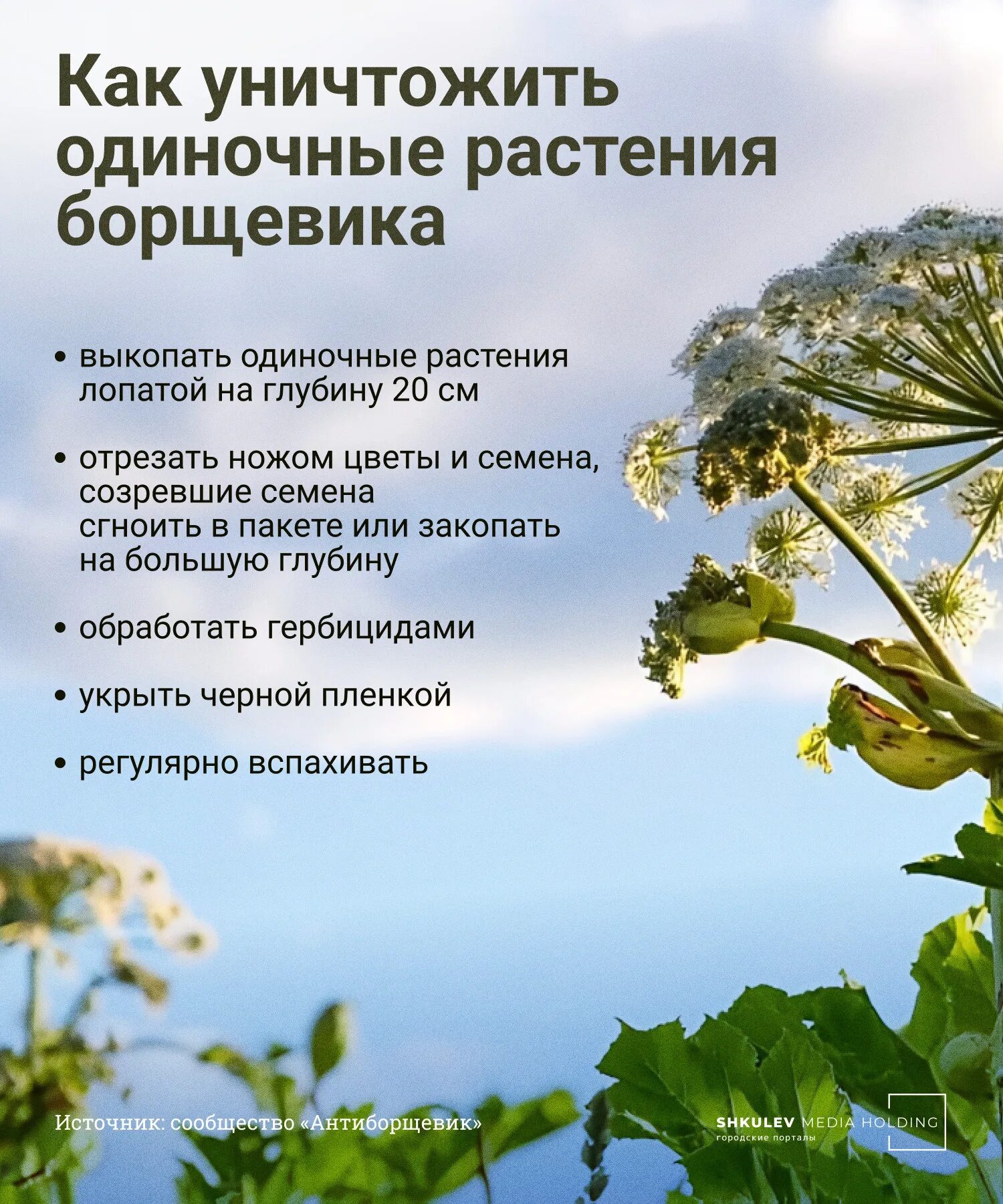Как избавиться от борщевика навсегда. Борщевик сосновского ядовитое растение. борщевик сосновского листья. пыльца борщевика. методы борьбы с борщевиком.