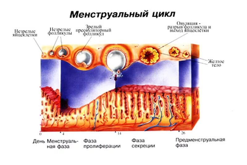 Разрыв овуляции. Фаза пролиферации овариально-менструального цикла. Менструальный цикл анатомия. Фазы месячного цикла. Менструальный цикл фото.