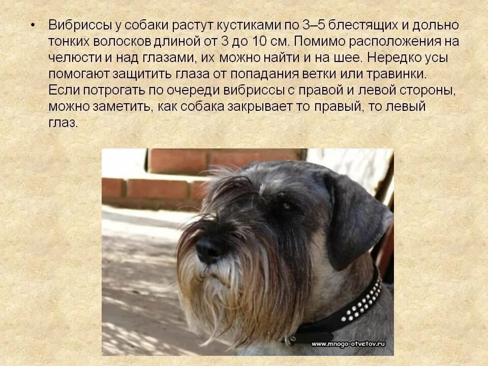 Усы у собак. Собака с усами. Зачем собакам усы. Усы у собак. Усы у собак.