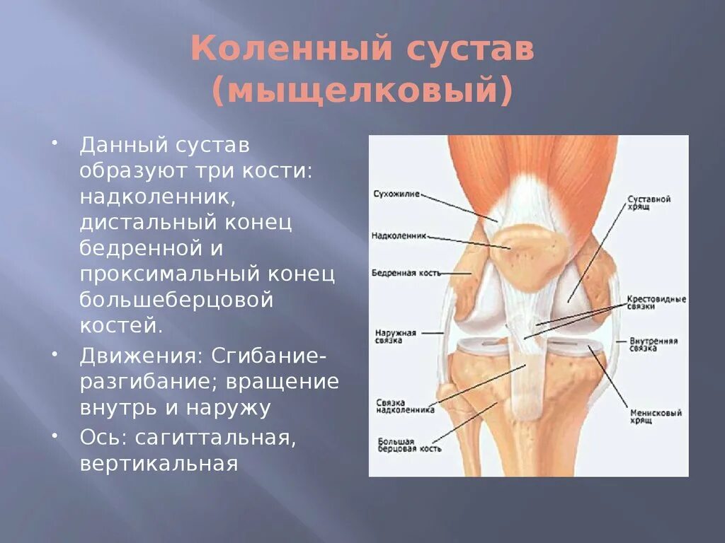 Оси вращения коленного сустава. Анатомия коленного сустава кости. Уоленный сустав ОСТ вращения. Кости образующие коленный сустав. Функции движения суставов
