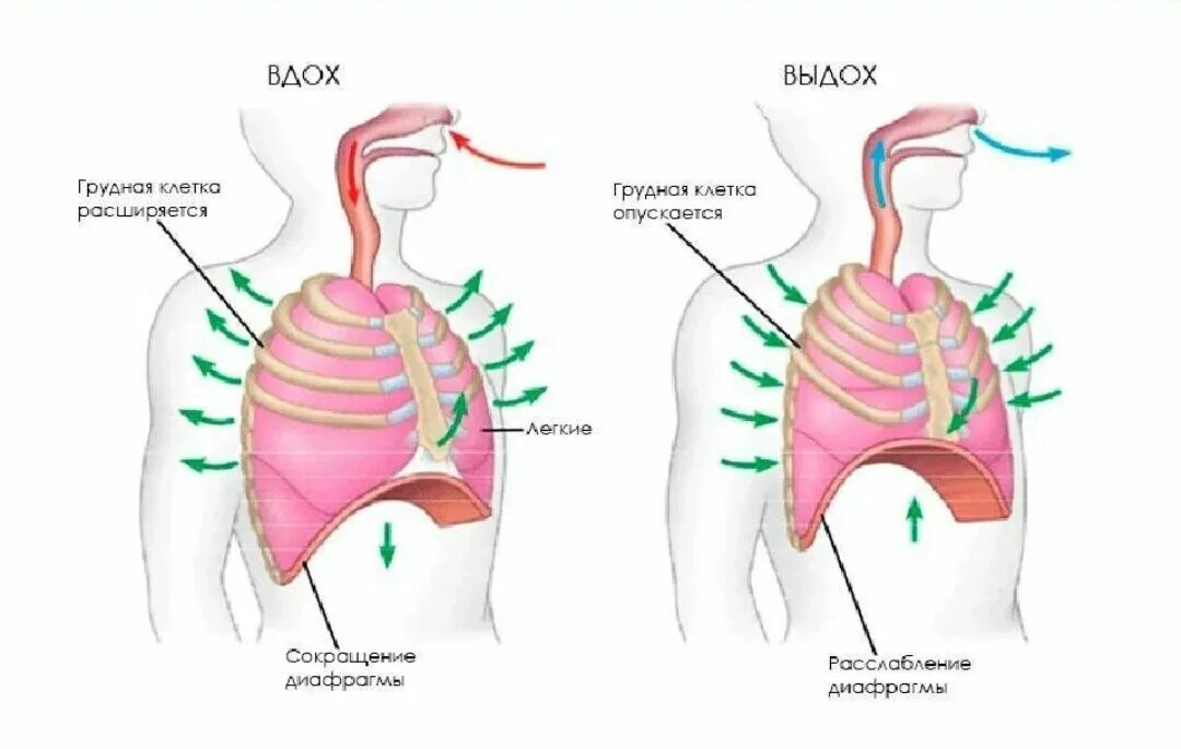 Реберное дыхание. Диафрагма при вдохе. Движение диафрагмы. Диафрагма опускается. Роль грудной клетки в процессе дыхания