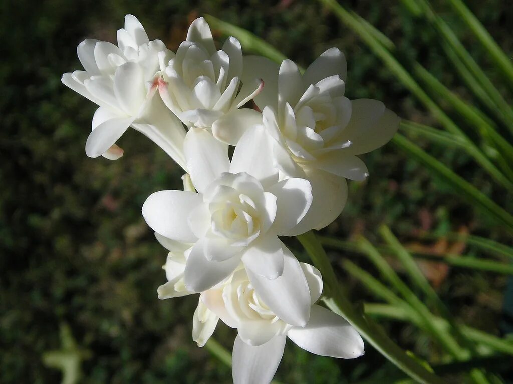 Цветы с сильным запахом. Полиантес Тубероза. Цветок полиантес Тубероза. Тубероза (Polianthes tuberosa). Тубероза (полиантес клубненосный).