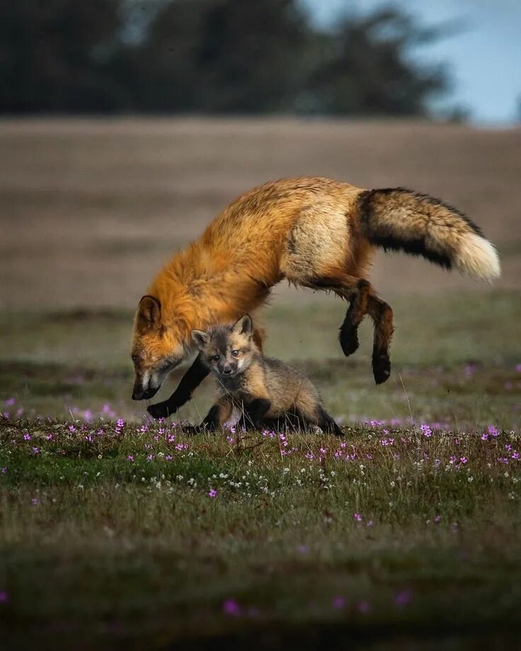 The quick brown. The quick Brown Fox. Лис фото атмосферный. Fox Jump.