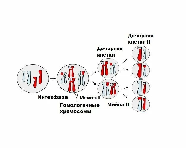 В результате мейоза образуется дочерних клетки. Дочерние клетки это. Удвоение хромосом. Мейоз удвоение хромосом. Гомологичные хромосомы в мейозе.
