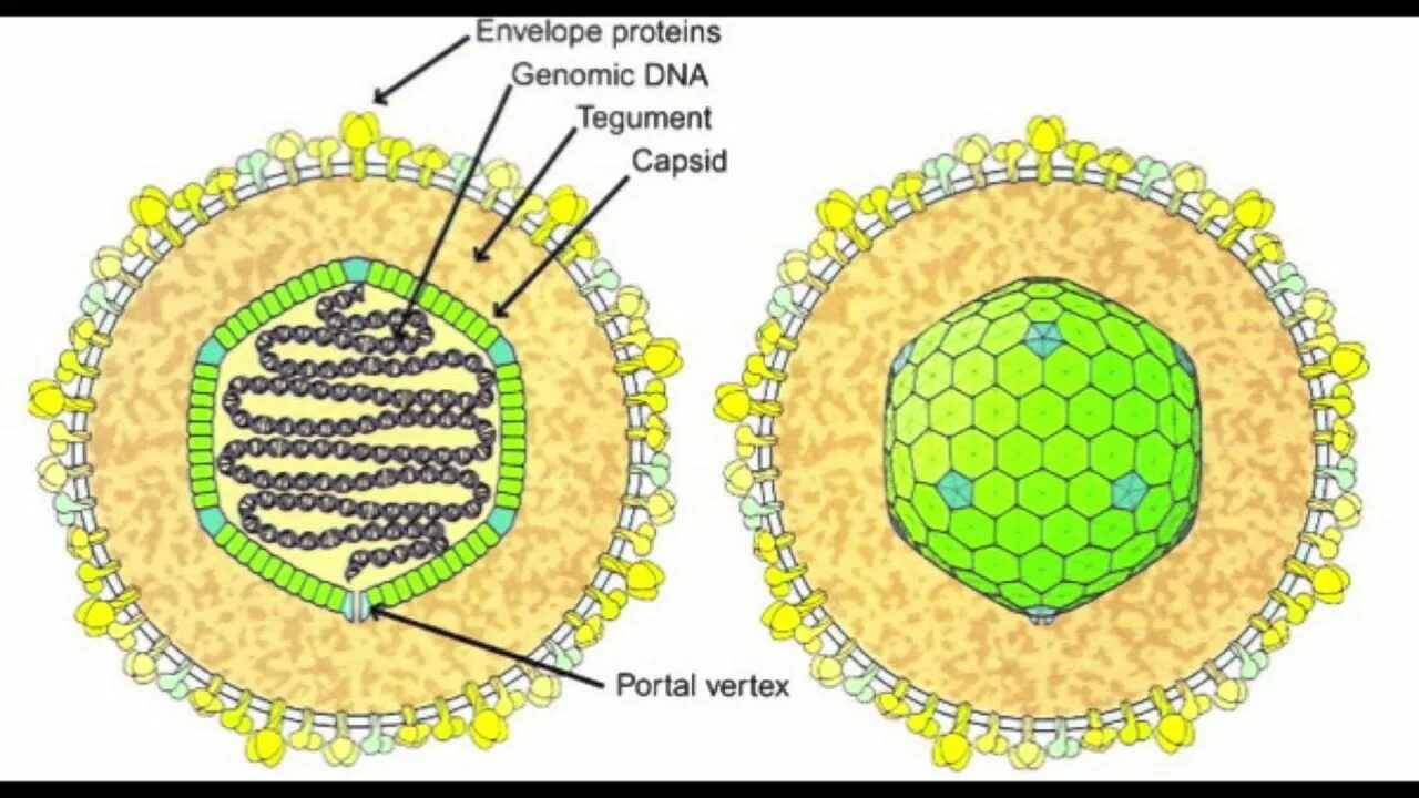 Epstein barr virus ebna. Строение вируса Эпштейна-Барр. Вирус Эпштейна бара строение. Вирус Эпштейна-Барр антигенная структура. Вирус Эпштейна-Барра строение вируса.