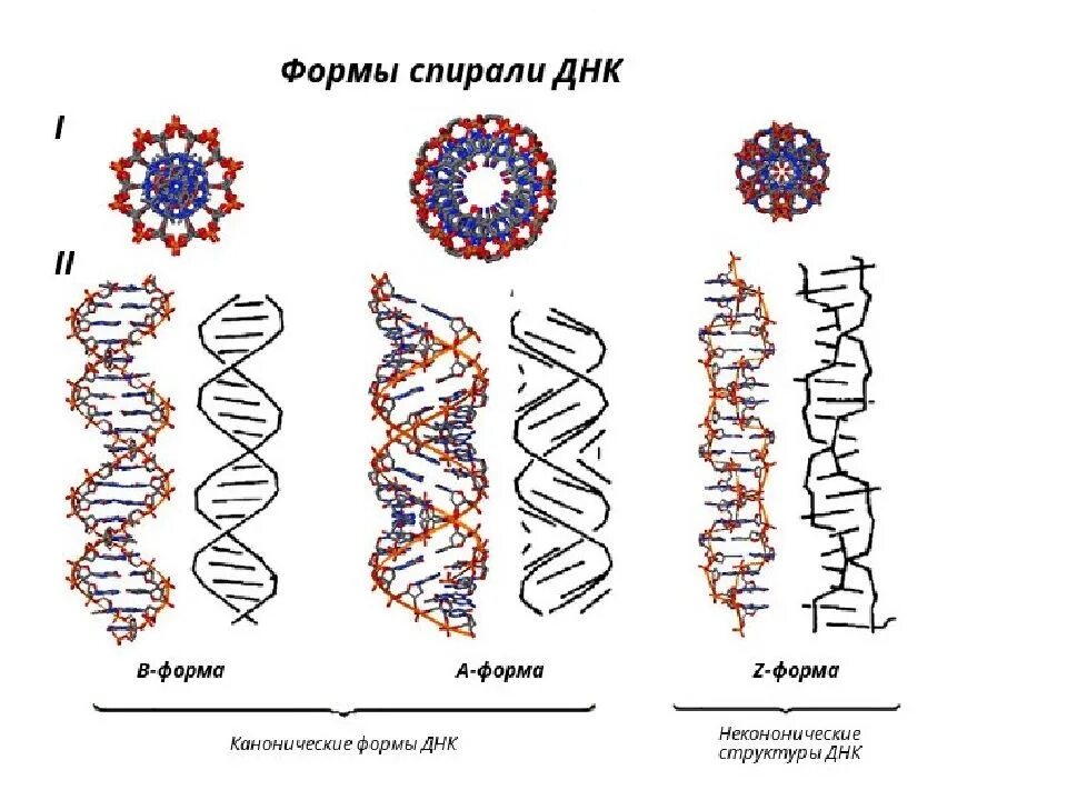 Днк это какие данные. Параметры в-, а- и z-форм ДНК.. Б форма ДНК. В- форма ДНК, А- И Z- формы ДНК.. Структура ДНК B форма.