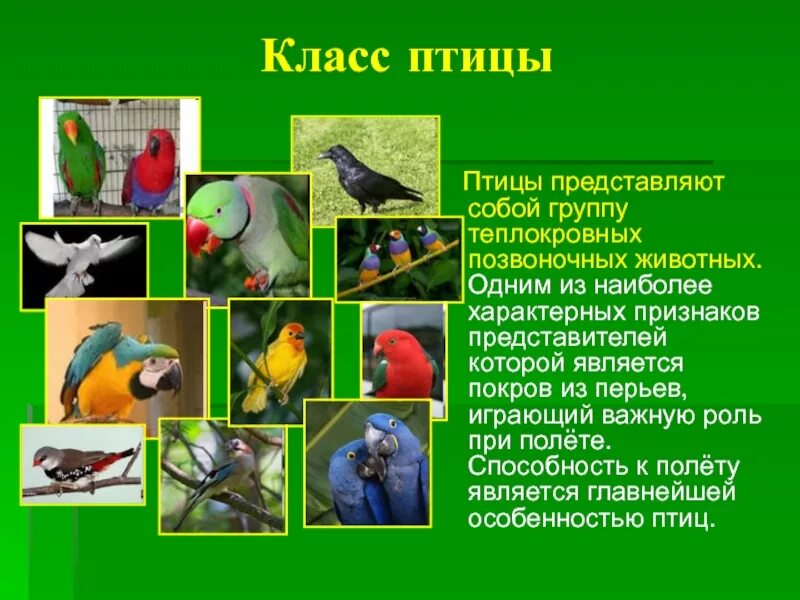 5 теплокровных животных. Птицы теплокровные. класс теплокровных животных. класс позвоночных птицы.