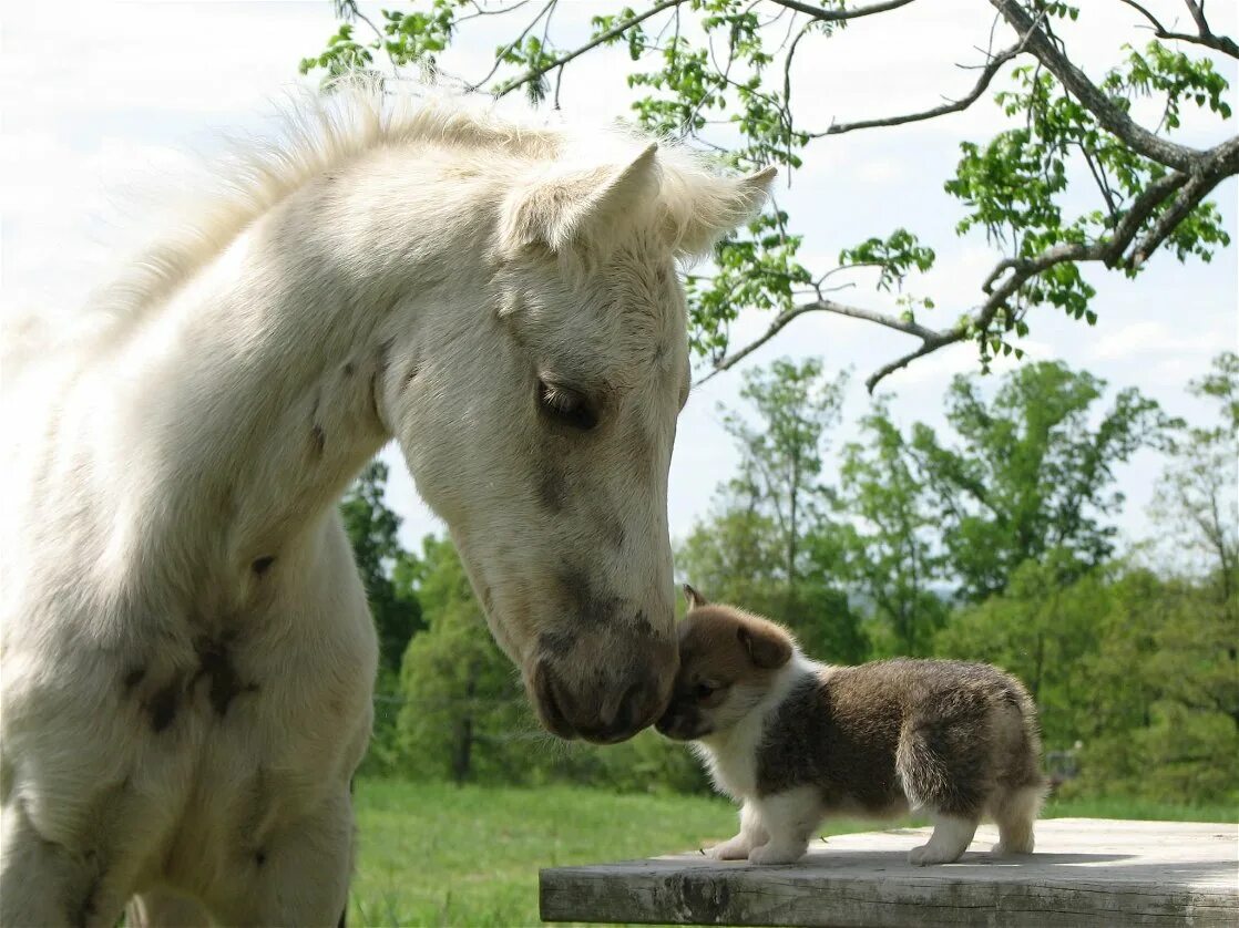Собачка лошадка. Собачка лошадка. Дружба разных животных. Смешные лошади. Лошадь прикол.